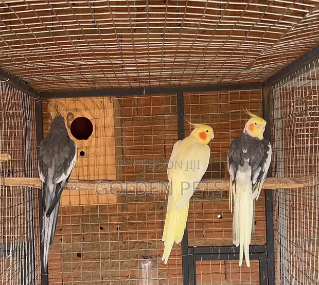 Cockatiel and Budgie Breeder Pairs - 1