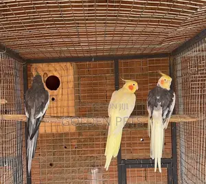 Cockatiel and Budgie Breeder Pairs