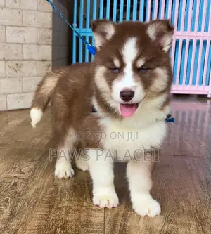 Mbwa Mzuri wa Kisiberia Husky, Miezi 3-6