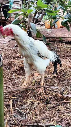 Jike Aseel Mkomavu