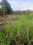 Vipande vya Ardhi Vinauzwa Ikinu - 1
