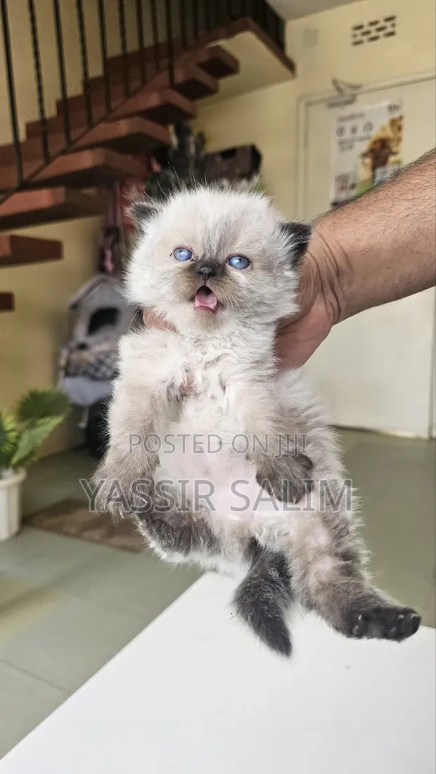 Purebred Ragdoll Kitten - 1-3 Months Old - 1