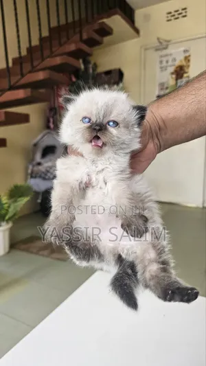 Ragdoll Safi - Mwenye Umri wa Miezi 1-3