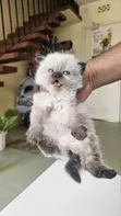 Purebred Ragdoll Kitten - 1-3 Months Old - 1