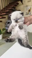 Purebred Ragdoll Kitten - 1-3 Months Old - 2