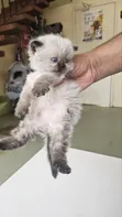 Purebred Ragdoll Kitten - 1-3 Months Old - 3