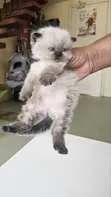 Purebred Ragdoll Kitten - 1-3 Months Old - 4