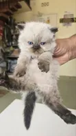 Purebred Ragdoll Kitten - 1-3 Months Old - 5