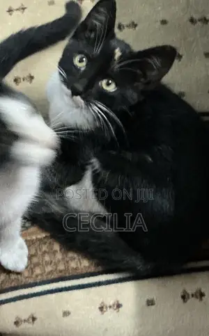 Paka wa Kiume wa Mchanganyiko, Miezi 1-3