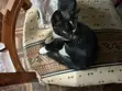 Male Mixed Breed Cat, 1-3 Months Old - 2