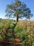 Mavueni Plots for Sale - 4