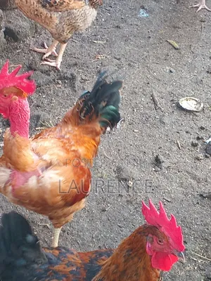 Ndege wa Kienyeji wa Sasso Waliobora