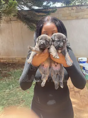 1-3 Month Male Purebred Belgian Malinois Puppy