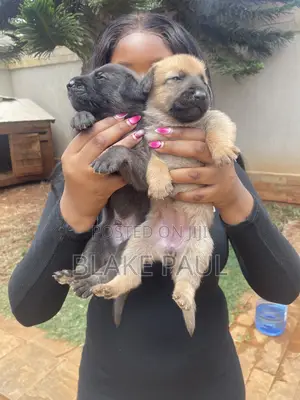 Purebred Belgian Malinois Puppy (1-3 Months)