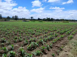 Eneo la Ekari 4.5 Nanyuki Ufukweni Mwa Mto