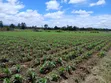 4.5 Acres Nanyuki Riverfront Land - 1