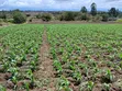 4.5 Acres Nanyuki Riverfront Land - 2