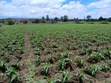 4.5 Acres Nanyuki Riverfront Land - 3