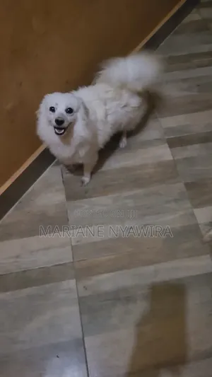 Female Japanese Spitz Puppy, 1+ Year Old