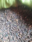 Grade 1 Organic Cloves - 2