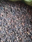 Grade 1 Organic Cloves - 5