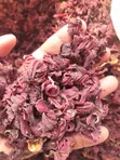 Organic Hibiscus - 1