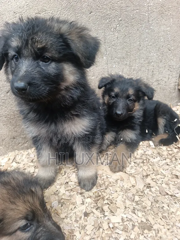 Mbwa Mchanga wa German Shepherd Safi (Miezi 1-3) - 1