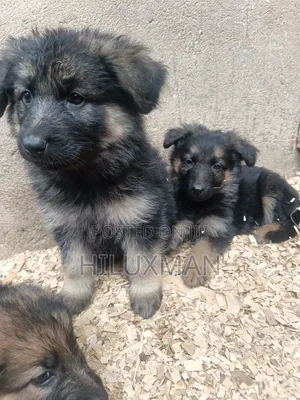 Mbwa Mchanga wa German Shepherd Safi (Miezi 1-3)