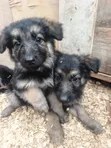 Mbwa Mchanga wa German Shepherd Safi (Miezi 1-3) - 2