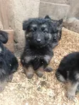 Mbwa Mchanga wa German Shepherd Safi (Miezi 1-3) - 3