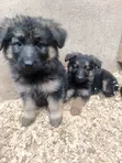 Mbwa Mchanga wa German Shepherd Safi (Miezi 1-3) - 4