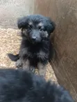 Mbwa Mchanga wa German Shepherd Safi (Miezi 1-3) - 5
