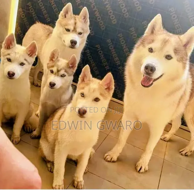 Purebred Siberian Husky Puppy - 6-12 Months Male - 1