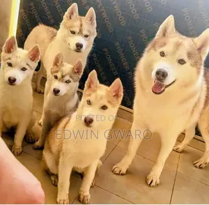 Purebred Siberian Husky Puppy - 6-12 Months Male