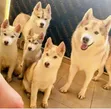 Purebred Siberian Husky Puppy - 6-12 Months Male - 1