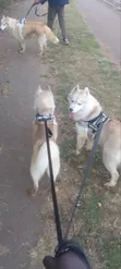 Purebred Siberian Husky Puppy - 6-12 Months Male - 3
