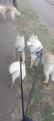Purebred Siberian Husky Puppy - 6-12 Months Male - 4