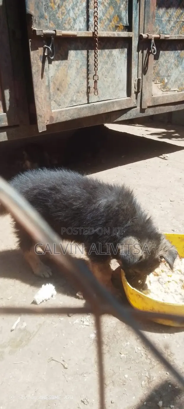 Purebred German Shepherd Puppy (3-6 Months) - 1