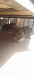 Purebred German Shepherd Puppy (3-6 Months) - 2