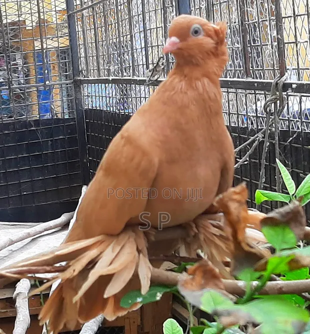 Mature Pigeon - Female - 1