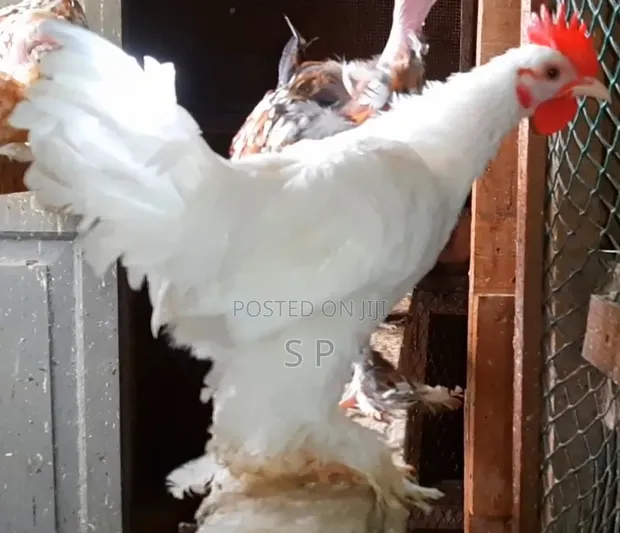 Pure White Booted Bantam Male Chicken - 1
