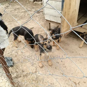 Purebred German Shepherd Female, 3-6 Months