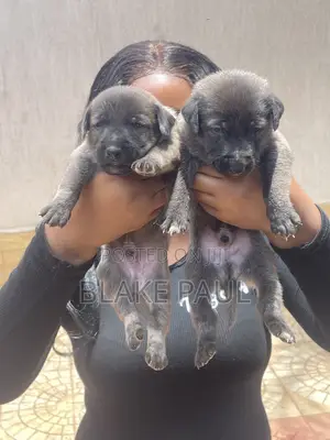 1-3 Month Male Purebred Belgian Malinois Puppy