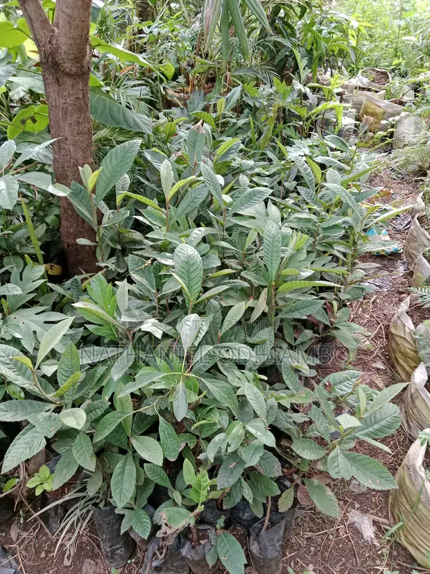Loquat Fruit Seedlings - 1