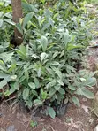 Loquat Fruit Seedlings - 2