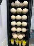 Fresh Ostrich Eggs - 1