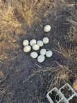 Fresh Ostrich Eggs - 2