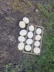 Fresh Ostrich Eggs - 3