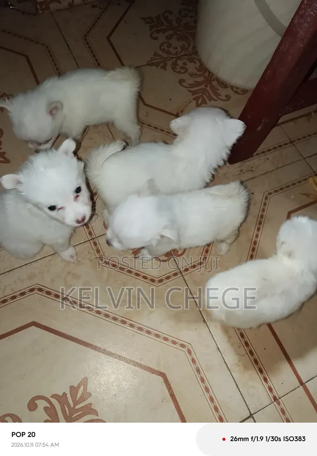 Male Japanese Spitz Puppy (1-3 Months) - 1