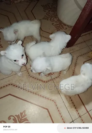 Male Japanese Spitz Puppy (1-3 Months)